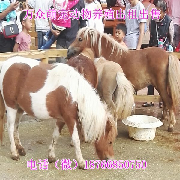 宠物矮马 乘骑大马 儿童马 训练好能骑的马 养马场 马的品种 蒙古马示例图1