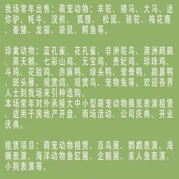 宠物矮马 乘骑大马 儿童马 训练好能骑的马 养马场 马的品种 蒙古马示例图2