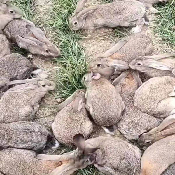 杂交野兔种兔价格 比利时肉兔价格 灰色肉兔种兔价格
