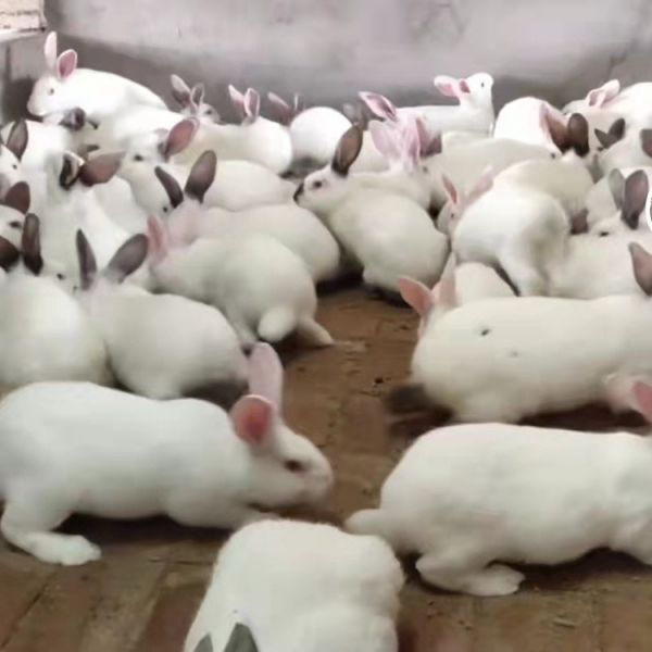 白色肉兔种兔价格 肉兔种兔养殖场 兔子养殖场
