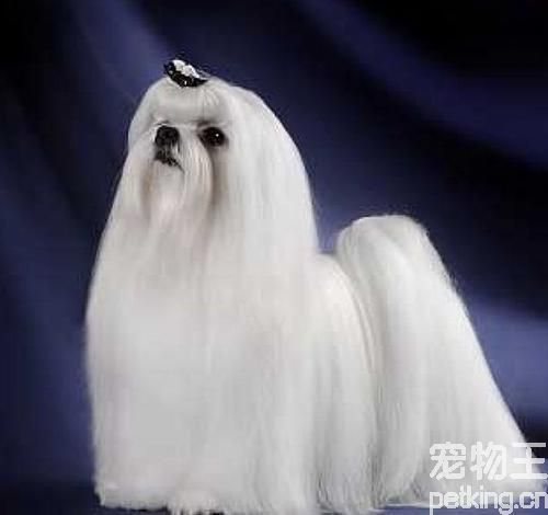 马尔济斯犬