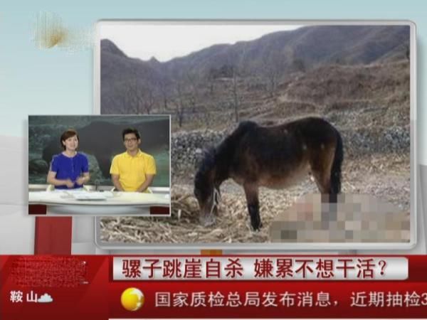 骡子嫌累不想干活，接下来的一幕，让主人悲痛万分