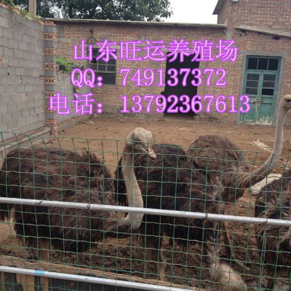 照片 053