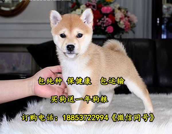 湘西宠物市场