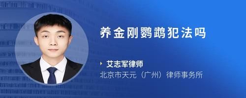 养金刚鹦鹉犯法吗