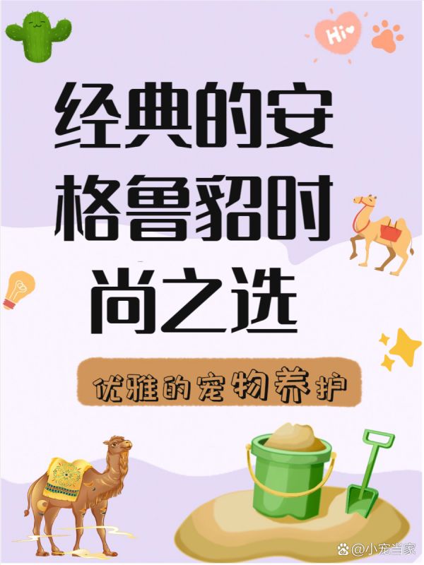安格鲁貂 你知道吗？ 安格鲁貂可是一个集优雅与智慧于一身的神奇小宠物哦！ 它们不仅聪明伶俐，还超级亲近人类，简直是宠物界的“小天才”。 今天我们就来看看这可爱的小家伙到底有多特别，帮你更好地了解它们！ --- 一、 安格鲁貂简介 安格鲁貂是一种优雅纤长的宠物貂，深受大家喜爱！ 它们不仅体型优美，还拥有高智商，像小朋友一样聪明哦！ 更重要的是，它们非常亲近人类，乐于与我们互动，真是太可爱了！ - 1 体型优雅纤长 ：我发现安格鲁貂的体型真的很迷人，长度在30-50厘米之间，体重约1.5公斤，显得特别优雅！ 当我第一次看到舍友的安格鲁貂时，就被它那修长的身形吸引住了。 它们的身材让人忍不住想去抚摸，真的像小精灵一样可爱呢！ - 2 智商高达两岁 ：根据我的经验，安格鲁貂的智商相当于两岁半的小孩，这让我惊讶不已！ 我曾经看到朋友教她的安格鲁貂做一些高难度动作，比如翻滚和握手，真是太厉害了！ 这使得它们成为了非常有趣的伴侣宠物，可以一起玩耍、互动，绝对不会让你感到无聊哦！ - 3 亲近人类可驯 ：我注意到安格鲁貂非常亲近人类，就像小狗一样喜欢跟随主人。 我的姐姐养了一只安格鲁貂，每次她回家，它都会兴奋地跑过来迎接她，简直像个小影子！ 这种强烈的社交性让它们与主人之间建立了深厚的感情，非常温暖！ --- 二、 生活习性 安格鲁貂的生活习性可是饲养它们时需要特别注意的哦！ 我发现它们是非常独特的小动物，拥有自己的习惯和喜好。 了解这些习性，不仅能让我们的貂咪更健康快乐，还能增进我们之间的感情呢！ - 1 肉食为主 ：我的经验是，安格鲁貂的饮食中肉类比例一定要占到90%以上！ 新鲜的肉类对它们的健康至关重要，千万不要喂腐败的食物哦！ 我身边的朋友给她的貂咪准备了鸡肉和兔肉，它们吃得特别开心呢！ - 2 爱干净定点 ：安格鲁貂真的像猫一样爱干净！ 我发现它们会定点排泄，而且喜欢蜷缩在干净的地方睡觉。 我的舍友养了一只安格鲁貂，每天都给它清理卫生，这样小家伙才会更健康哦！ - 3 耐热能力差 ：安格鲁貂对温度可是很敏感的！ 最适宜的温度在15-25℃之间，超过30℃就可能会不适应了。 我有个同学在夏天把貂咪放在阳台上，结果小家伙受不了热，赶紧搬回室内了！ --- 三、 饲养注意事项 饲养安格鲁貂可不是一件简单的事情哦！ 我们需要了解一些特别的注意事项，才能让它们健康快乐地生活。 我发现，很多新手在饲养时容易忽视这些细节，结果可能会影响到小家伙的健康。 - 1 做除臭手术 ：绝大多数正规厂家出售的安格鲁貂都会做除臭腺手术，这样可-有驾