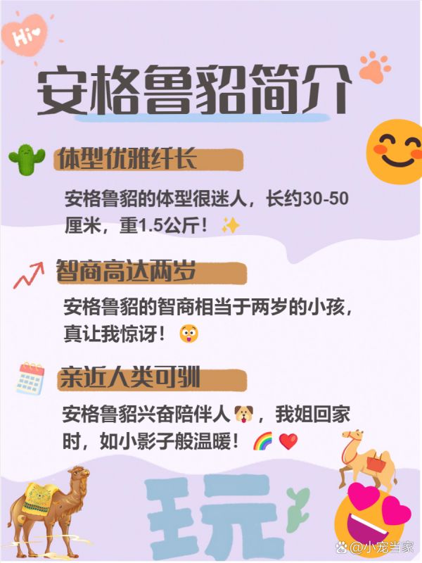 安格鲁貂 你知道吗？ 安格鲁貂可是一个集优雅与智慧于一身的神奇小宠物哦！ 它们不仅聪明伶俐，还超级亲近人类，简直是宠物界的“小天才”。 今天我们就来看看这可爱的小家伙到底有多特别，帮你更好地了解它们！ --- 一、 安格鲁貂简介 安格鲁貂是一种优雅纤长的宠物貂，深受大家喜爱！ 它们不仅体型优美，还拥有高智商，像小朋友一样聪明哦！ 更重要的是，它们非常亲近人类，乐于与我们互动，真是太可爱了！ - 1 体型优雅纤长 ：我发现安格鲁貂的体型真的很迷人，长度在30-50厘米之间，体重约1.5公斤，显得特别优雅！ 当我第一次看到舍友的安格鲁貂时，就被它那修长的身形吸引住了。 它们的身材让人忍不住想去抚摸，真的像小精灵一样可爱呢！ - 2 智商高达两岁 ：根据我的经验，安格鲁貂的智商相当于两岁半的小孩，这让我惊讶不已！ 我曾经看到朋友教她的安格鲁貂做一些高难度动作，比如翻滚和握手，真是太厉害了！ 这使得它们成为了非常有趣的伴侣宠物，可以一起玩耍、互动，绝对不会让你感到无聊哦！ - 3 亲近人类可驯 ：我注意到安格鲁貂非常亲近人类，就像小狗一样喜欢跟随主人。 我的姐姐养了一只安格鲁貂，每次她回家，它都会兴奋地跑过来迎接她，简直像个小影子！ 这种强烈的社交性让它们与主人之间建立了深厚的感情，非常温暖！ --- 二、 生活习性 安格鲁貂的生活习性可是饲养它们时需要特别注意的哦！ 我发现它们是非常独特的小动物，拥有自己的习惯和喜好。 了解这些习性，不仅能让我们的貂咪更健康快乐，还能增进我们之间的感情呢！ - 1 肉食为主 ：我的经验是，安格鲁貂的饮食中肉类比例一定要占到90%以上！ 新鲜的肉类对它们的健康至关重要，千万不要喂腐败的食物哦！ 我身边的朋友给她的貂咪准备了鸡肉和兔肉，它们吃得特别开心呢！ - 2 爱干净定点 ：安格鲁貂真的像猫一样爱干净！ 我发现它们会定点排泄，而且喜欢蜷缩在干净的地方睡觉。 我的舍友养了一只安格鲁貂，每天都给它清理卫生，这样小家伙才会更健康哦！ - 3 耐热能力差 ：安格鲁貂对温度可是很敏感的！ 最适宜的温度在15-25℃之间，超过30℃就可能会不适应了。 我有个同学在夏天把貂咪放在阳台上，结果小家伙受不了热，赶紧搬回室内了！ --- 三、 饲养注意事项 饲养安格鲁貂可不是一件简单的事情哦！ 我们需要了解一些特别的注意事项，才能让它们健康快乐地生活。 我发现，很多新手在饲养时容易忽视这些细节，结果可能会影响到小家伙的健康。 - 1 做除臭手术 ：绝大多数正规厂家出售的安格鲁貂都会做除臭腺手术，这样可-有驾