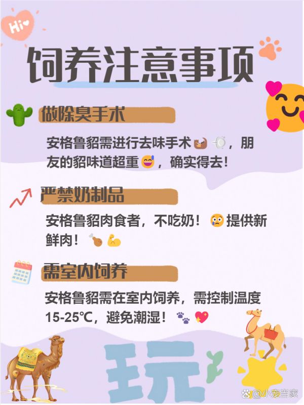 安格鲁貂 你知道吗？ 安格鲁貂可是一个集优雅与智慧于一身的神奇小宠物哦！ 它们不仅聪明伶俐，还超级亲近人类，简直是宠物界的“小天才”。 今天我们就来看看这可爱的小家伙到底有多特别，帮你更好地了解它们！ --- 一、 安格鲁貂简介 安格鲁貂是一种优雅纤长的宠物貂，深受大家喜爱！ 它们不仅体型优美，还拥有高智商，像小朋友一样聪明哦！ 更重要的是，它们非常亲近人类，乐于与我们互动，真是太可爱了！ - 1 体型优雅纤长 ：我发现安格鲁貂的体型真的很迷人，长度在30-50厘米之间，体重约1.5公斤，显得特别优雅！ 当我第一次看到舍友的安格鲁貂时，就被它那修长的身形吸引住了。 它们的身材让人忍不住想去抚摸，真的像小精灵一样可爱呢！ - 2 智商高达两岁 ：根据我的经验，安格鲁貂的智商相当于两岁半的小孩，这让我惊讶不已！ 我曾经看到朋友教她的安格鲁貂做一些高难度动作，比如翻滚和握手，真是太厉害了！ 这使得它们成为了非常有趣的伴侣宠物，可以一起玩耍、互动，绝对不会让你感到无聊哦！ - 3 亲近人类可驯 ：我注意到安格鲁貂非常亲近人类，就像小狗一样喜欢跟随主人。 我的姐姐养了一只安格鲁貂，每次她回家，它都会兴奋地跑过来迎接她，简直像个小影子！ 这种强烈的社交性让它们与主人之间建立了深厚的感情，非常温暖！ --- 二、 生活习性 安格鲁貂的生活习性可是饲养它们时需要特别注意的哦！ 我发现它们是非常独特的小动物，拥有自己的习惯和喜好。 了解这些习性，不仅能让我们的貂咪更健康快乐，还能增进我们之间的感情呢！ - 1 肉食为主 ：我的经验是，安格鲁貂的饮食中肉类比例一定要占到90%以上！ 新鲜的肉类对它们的健康至关重要，千万不要喂腐败的食物哦！ 我身边的朋友给她的貂咪准备了鸡肉和兔肉，它们吃得特别开心呢！ - 2 爱干净定点 ：安格鲁貂真的像猫一样爱干净！ 我发现它们会定点排泄，而且喜欢蜷缩在干净的地方睡觉。 我的舍友养了一只安格鲁貂，每天都给它清理卫生，这样小家伙才会更健康哦！ - 3 耐热能力差 ：安格鲁貂对温度可是很敏感的！ 最适宜的温度在15-25℃之间，超过30℃就可能会不适应了。 我有个同学在夏天把貂咪放在阳台上，结果小家伙受不了热，赶紧搬回室内了！ --- 三、 饲养注意事项 饲养安格鲁貂可不是一件简单的事情哦！ 我们需要了解一些特别的注意事项，才能让它们健康快乐地生活。 我发现，很多新手在饲养时容易忽视这些细节，结果可能会影响到小家伙的健康。 - 1 做除臭手术 ：绝大多数正规厂家出售的安格鲁貂都会做除臭腺手术，这样可-有驾