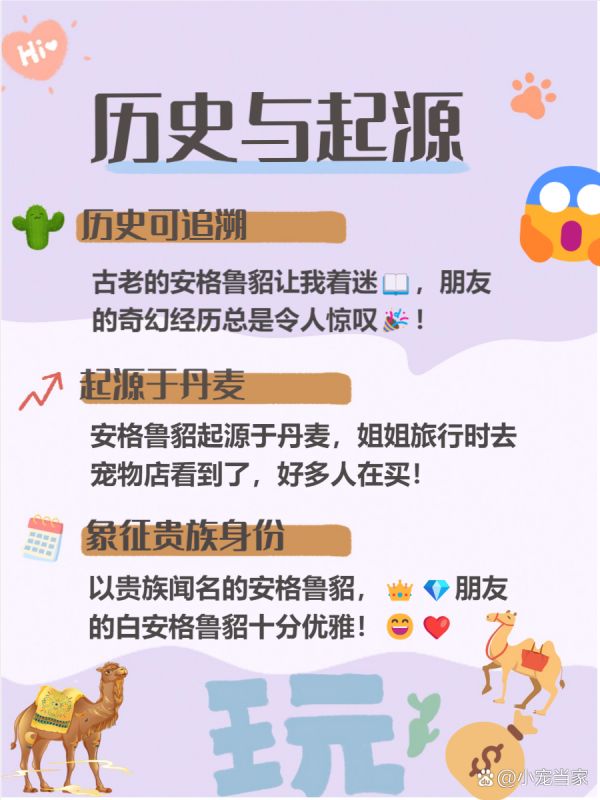 安格鲁貂 你知道吗？ 安格鲁貂可是一个集优雅与智慧于一身的神奇小宠物哦！ 它们不仅聪明伶俐，还超级亲近人类，简直是宠物界的“小天才”。 今天我们就来看看这可爱的小家伙到底有多特别，帮你更好地了解它们！ --- 一、 安格鲁貂简介 安格鲁貂是一种优雅纤长的宠物貂，深受大家喜爱！ 它们不仅体型优美，还拥有高智商，像小朋友一样聪明哦！ 更重要的是，它们非常亲近人类，乐于与我们互动，真是太可爱了！ - 1 体型优雅纤长 ：我发现安格鲁貂的体型真的很迷人，长度在30-50厘米之间，体重约1.5公斤，显得特别优雅！ 当我第一次看到舍友的安格鲁貂时，就被它那修长的身形吸引住了。 它们的身材让人忍不住想去抚摸，真的像小精灵一样可爱呢！ - 2 智商高达两岁 ：根据我的经验，安格鲁貂的智商相当于两岁半的小孩，这让我惊讶不已！ 我曾经看到朋友教她的安格鲁貂做一些高难度动作，比如翻滚和握手，真是太厉害了！ 这使得它们成为了非常有趣的伴侣宠物，可以一起玩耍、互动，绝对不会让你感到无聊哦！ - 3 亲近人类可驯 ：我注意到安格鲁貂非常亲近人类，就像小狗一样喜欢跟随主人。 我的姐姐养了一只安格鲁貂，每次她回家，它都会兴奋地跑过来迎接她，简直像个小影子！ 这种强烈的社交性让它们与主人之间建立了深厚的感情，非常温暖！ --- 二、 生活习性 安格鲁貂的生活习性可是饲养它们时需要特别注意的哦！ 我发现它们是非常独特的小动物，拥有自己的习惯和喜好。 了解这些习性，不仅能让我们的貂咪更健康快乐，还能增进我们之间的感情呢！ - 1 肉食为主 ：我的经验是，安格鲁貂的饮食中肉类比例一定要占到90%以上！ 新鲜的肉类对它们的健康至关重要，千万不要喂腐败的食物哦！ 我身边的朋友给她的貂咪准备了鸡肉和兔肉，它们吃得特别开心呢！ - 2 爱干净定点 ：安格鲁貂真的像猫一样爱干净！ 我发现它们会定点排泄，而且喜欢蜷缩在干净的地方睡觉。 我的舍友养了一只安格鲁貂，每天都给它清理卫生，这样小家伙才会更健康哦！ - 3 耐热能力差 ：安格鲁貂对温度可是很敏感的！ 最适宜的温度在15-25℃之间，超过30℃就可能会不适应了。 我有个同学在夏天把貂咪放在阳台上，结果小家伙受不了热，赶紧搬回室内了！ --- 三、 饲养注意事项 饲养安格鲁貂可不是一件简单的事情哦！ 我们需要了解一些特别的注意事项，才能让它们健康快乐地生活。 我发现，很多新手在饲养时容易忽视这些细节，结果可能会影响到小家伙的健康。 - 1 做除臭手术 ：绝大多数正规厂家出售的安格鲁貂都会做除臭腺手术，这样可-有驾