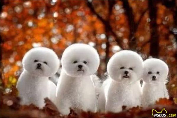 宠物狗大全：汪星人系列—小型犬