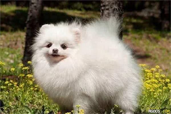 宠物狗大全：汪星人系列—小型犬