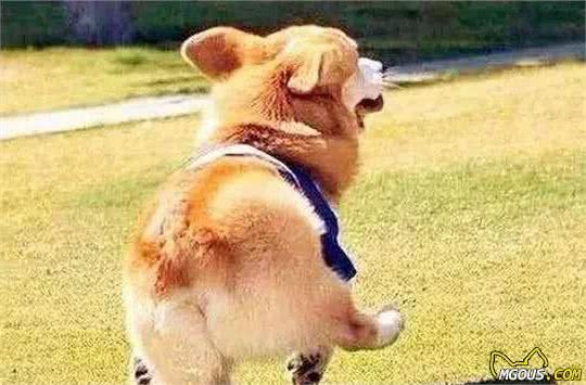 宠物狗大全：汪星人系列—小型犬