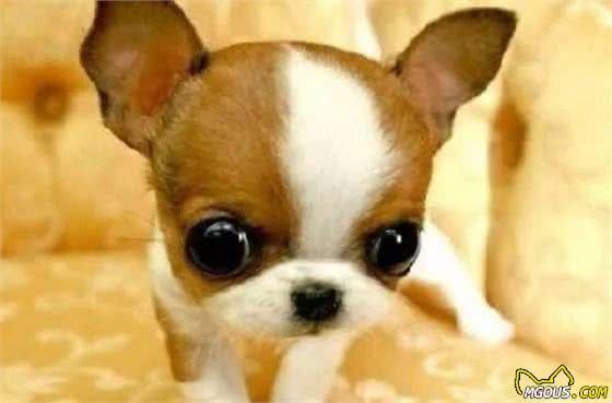 宠物狗大全：汪星人系列—小型犬