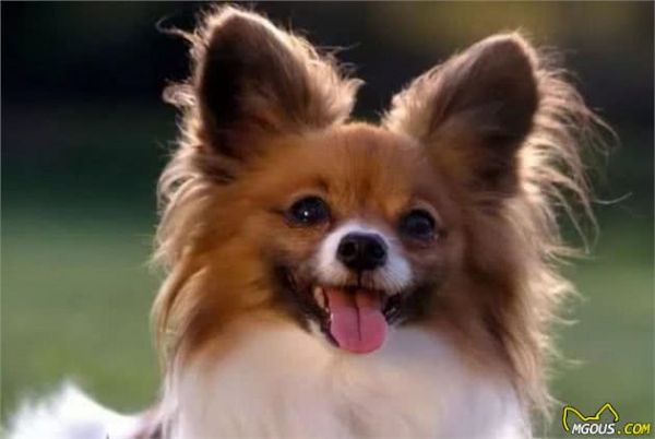 宠物狗大全：汪星人系列—小型犬