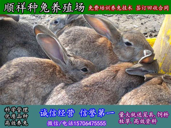 甘肃野兔散养养兔基地