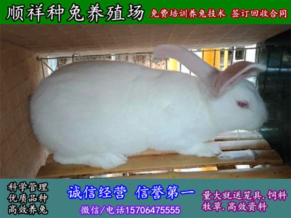 甘肃野兔散养养兔基地