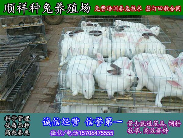 德州野兔子大型养殖场