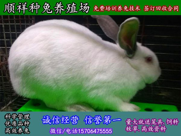 德州野兔子大型养殖场