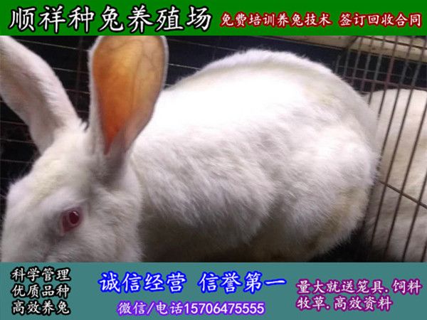 青岛野兔仔怎么样