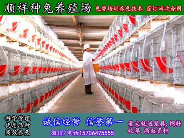 青岛野兔仔怎么样