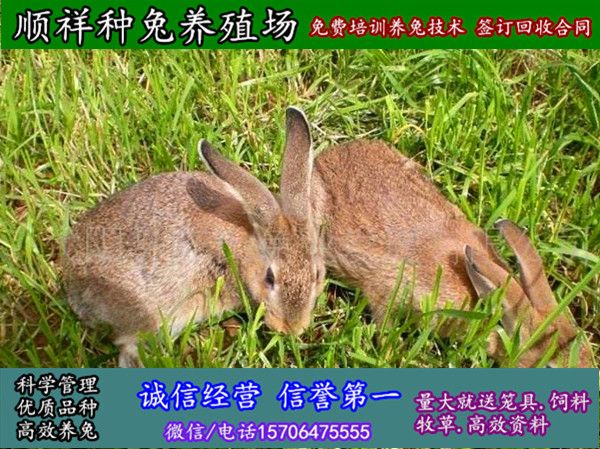 青岛野兔仔怎么样