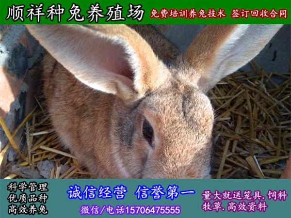 镇江野兔子哪里买