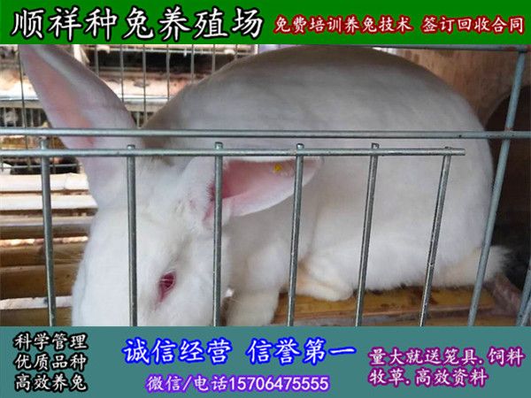 镇江野兔子哪里买