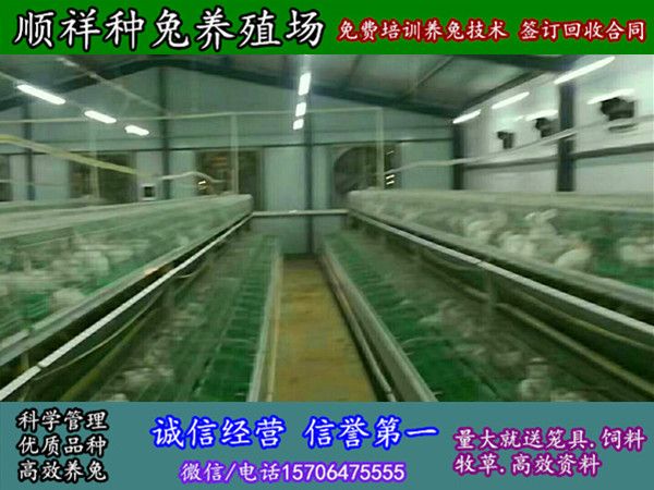 镇江野兔子哪里买