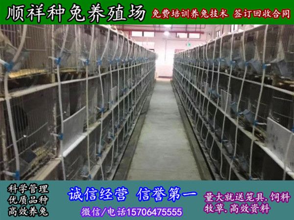 武汉散养野兔养殖基地