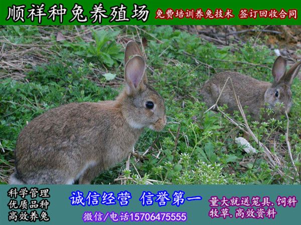 武汉散养野兔养殖基地