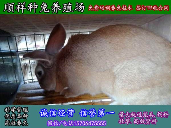武汉散养野兔养殖基地