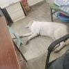 拉布拉多求领养