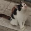 猫猫很亲人很亲人很亲人！！！！估计以前是家猫被遗弃了