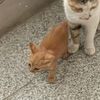 小橘猫领养 之前猫妈妈一直是我喂 所以猫妈妈就把她宝贝今天送过来了 纯色小橘 有领养的吗