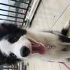 边牧弟弟找一个好人家哦