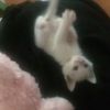 小猫咪
