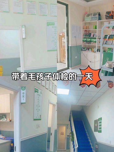 带着毛孩子体检的一天。团购实惠