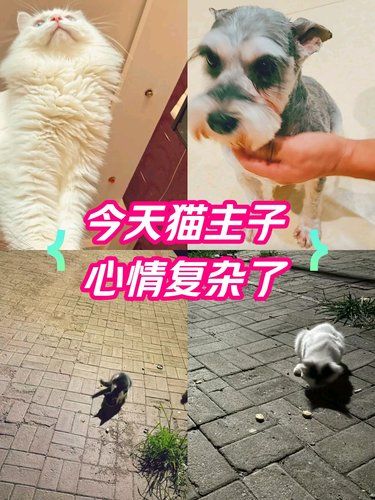确保能够为宠物提供最优质的服务。免费送卷