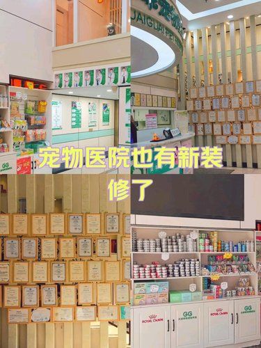 确保猫咪在恢复期间能够得到最好的照顾团购实惠