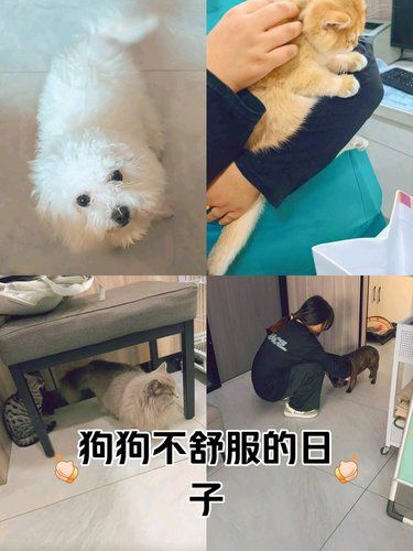 家有萌宠，生活多欢乐。团购实惠