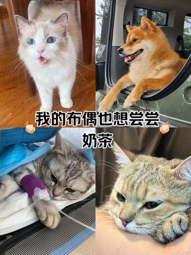 医院里的萌宠日常