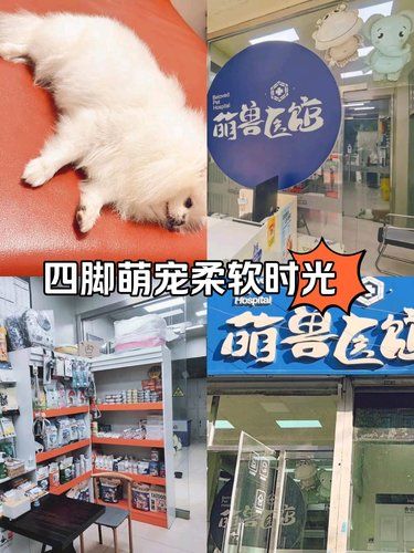 四脚萌宠柔软时光。免费送打车5折优惠券。