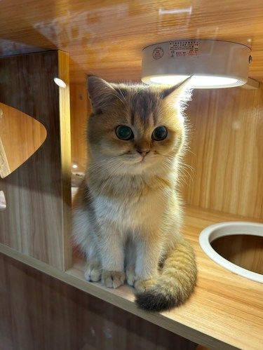 这家店居然免费撸猫！！！还可以免费领养可爱小猫咪