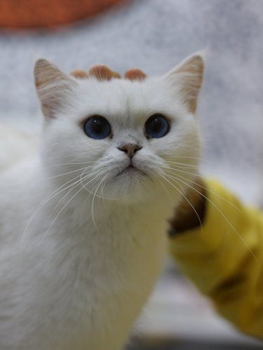 宠物友好毛孩子可以治愈一切