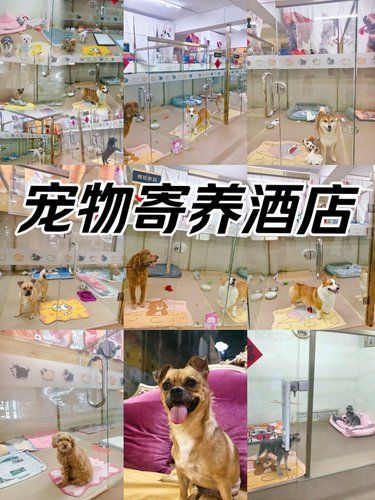 大连宠物寄养酒店[种草]