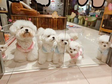 这家地下狗咖狗子们服务很撩很主动[笑脸]棒