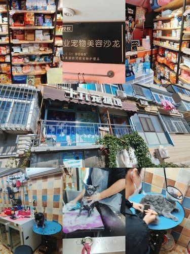 十六宠物馆体验：小而美，给毛孩子专业呵护