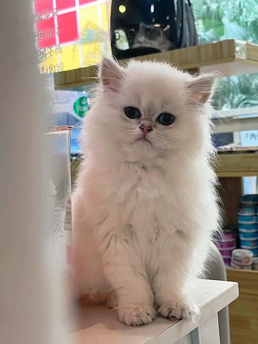 性价比之王Miu Miu喵屋的猫条免费送‼️