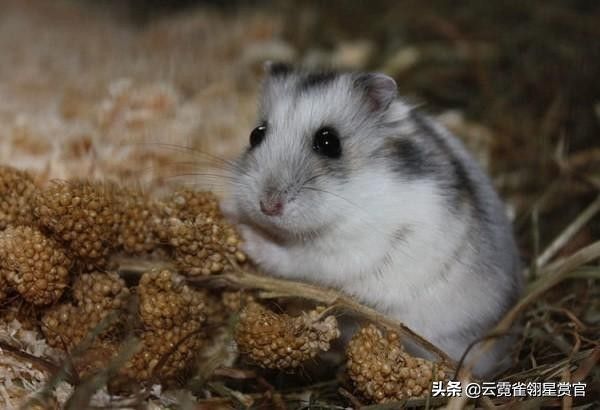 如今很热门的三种仓鼠