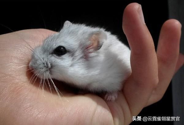 如今很热门的三种仓鼠
